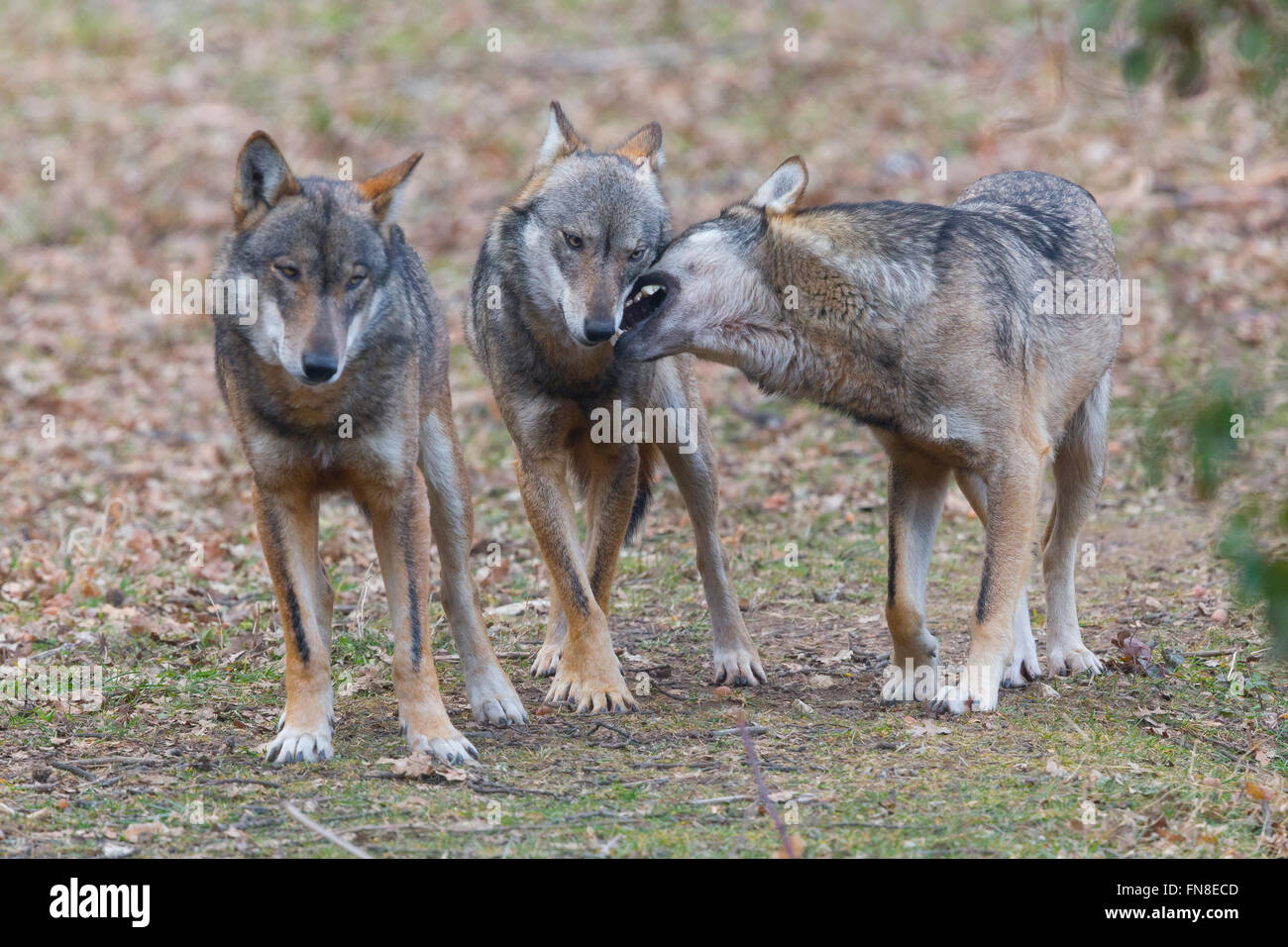 Italian Wolf (Canis lupus italicus), captive animals playing, Civitella Alfedena, Abruzzo, Italy Stock Photo