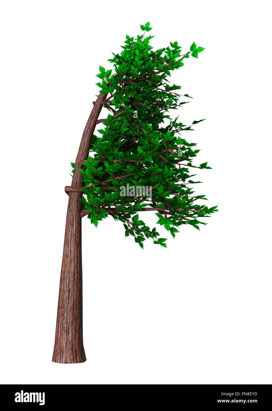 Digital render of a green bonsai tree isolated on white background, Fukinagashi or windblown style Stock Photo