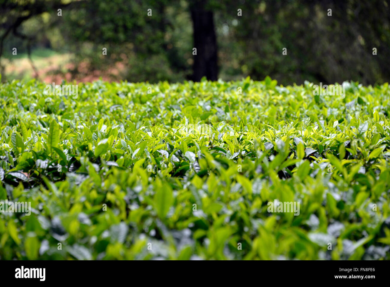 Africa Kenya A tea plantation at Limuru Tea Farm, Naivasha, Nairobi