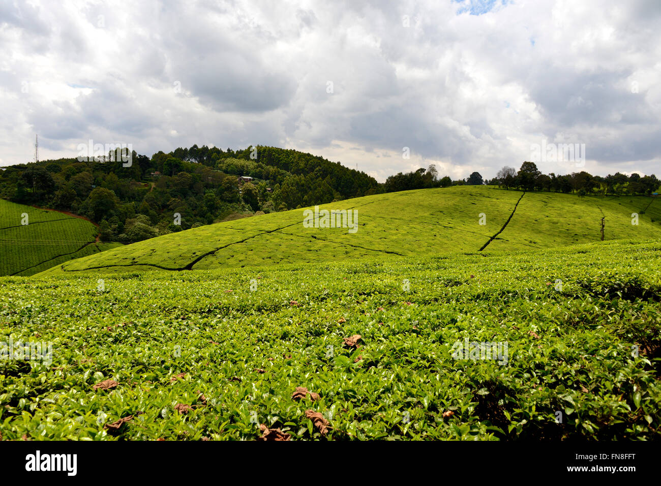 Africa Kenya Tea plantation at Limuru Tea Farm, Naivasha, Nairobi
