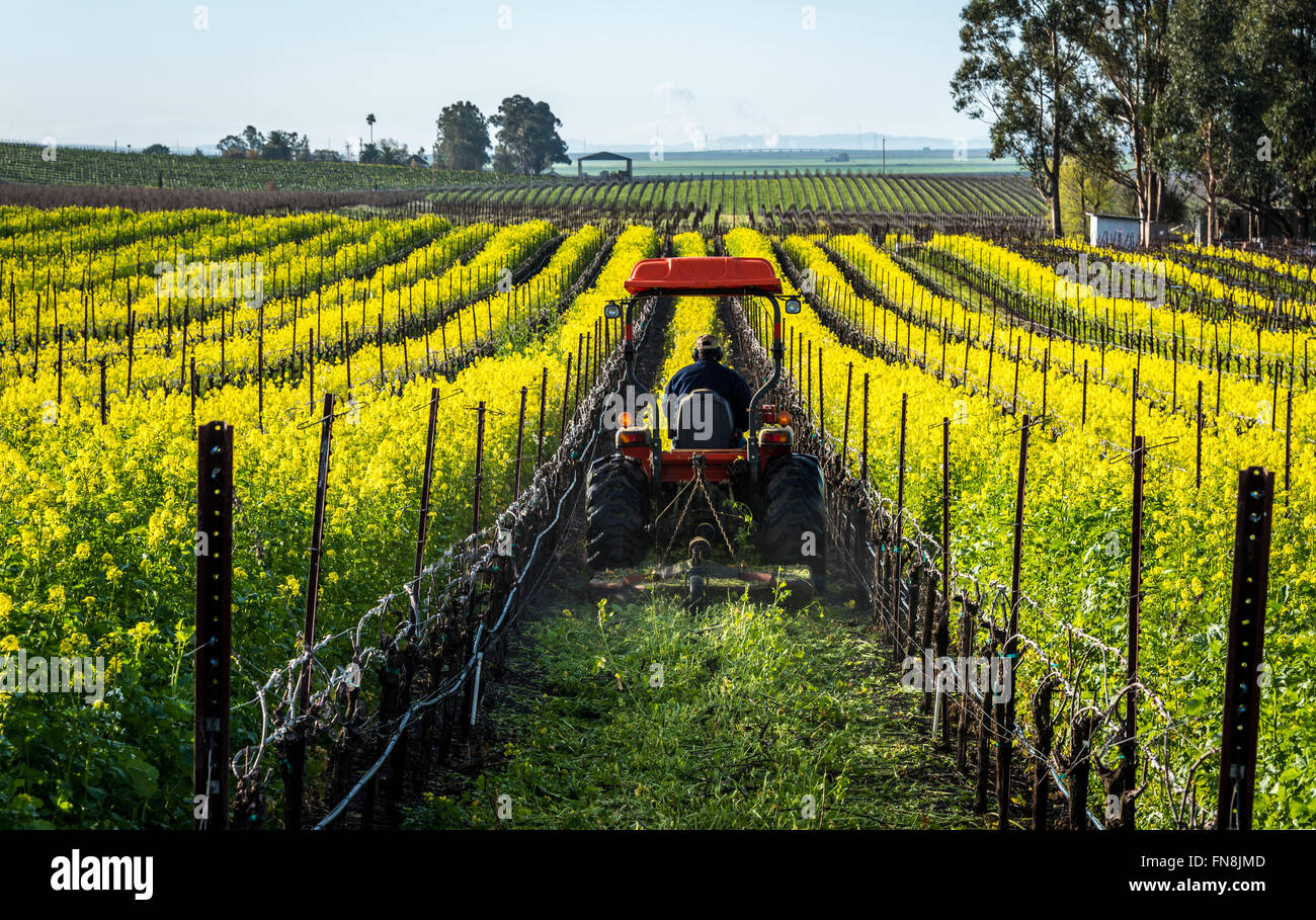 Mowing mustard cover crop in Sonoma, California Stock Photo Alamy