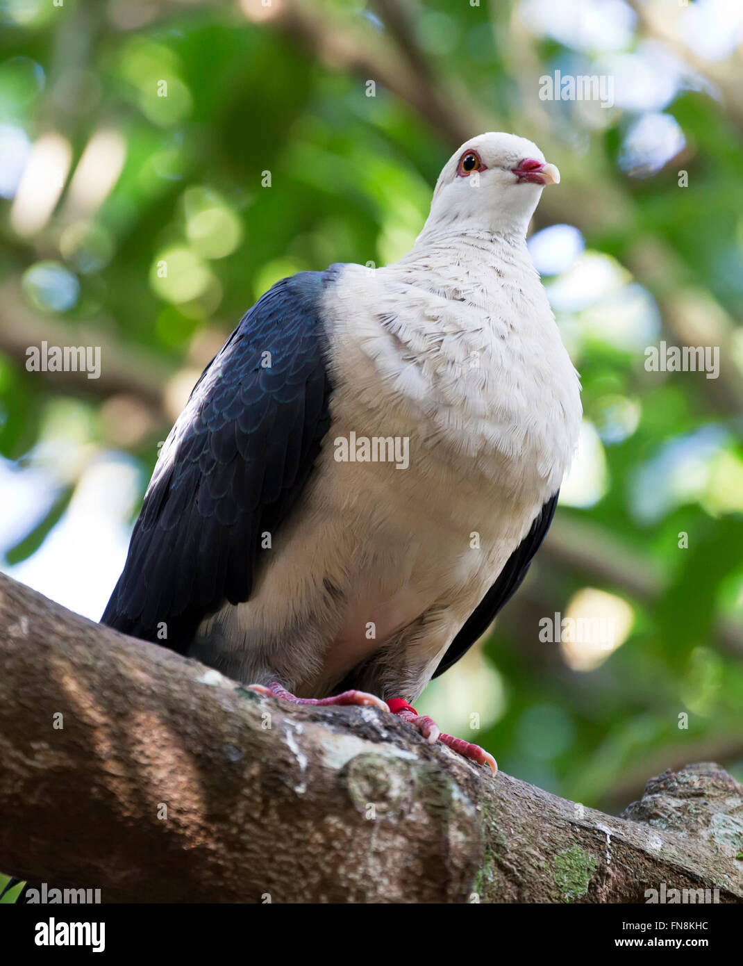 white headed pigeon photgrphed / pictured in the aviary at Australia zoo, queensland, australia Stock Photo