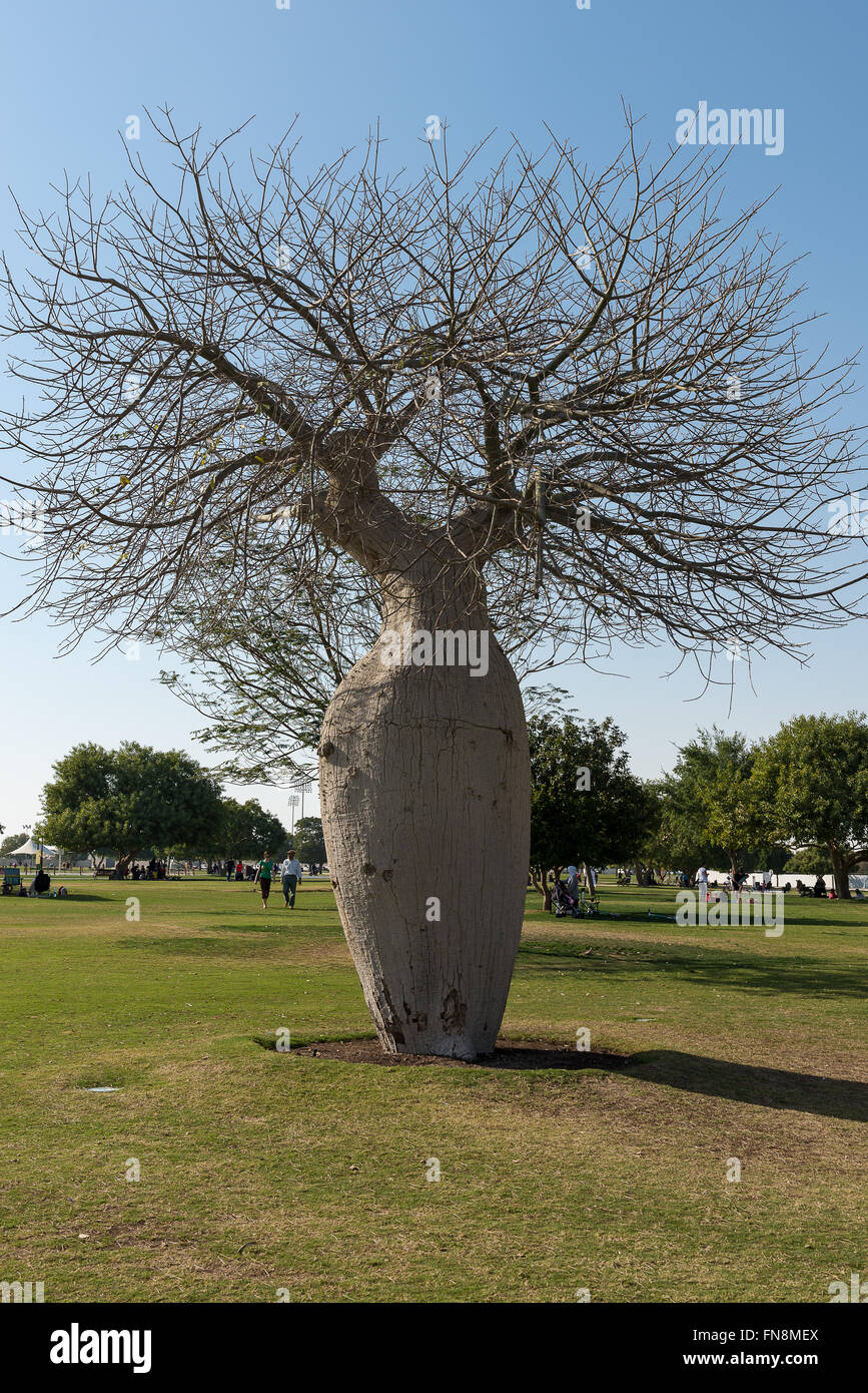 Baobab in Aspire Park Stock Photo
