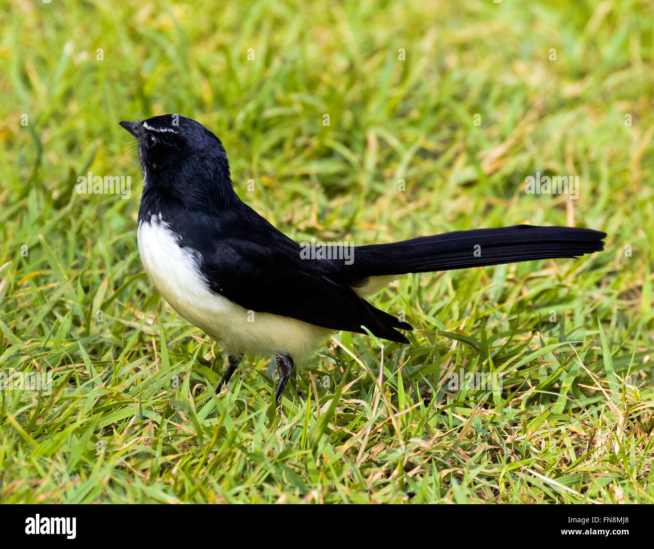 Willy wagtail hires stock photography and images Alamy