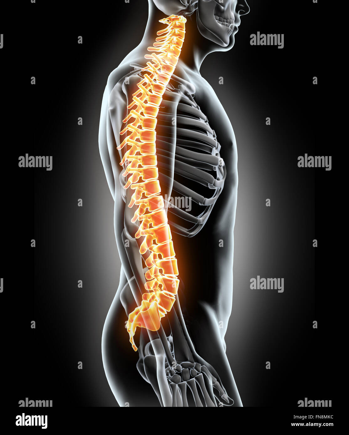 Позвоночник человека мануальная терапия. Позвоночник. Леденящее позвоночник. Леденящее позвоночник. Спина позвоночник.