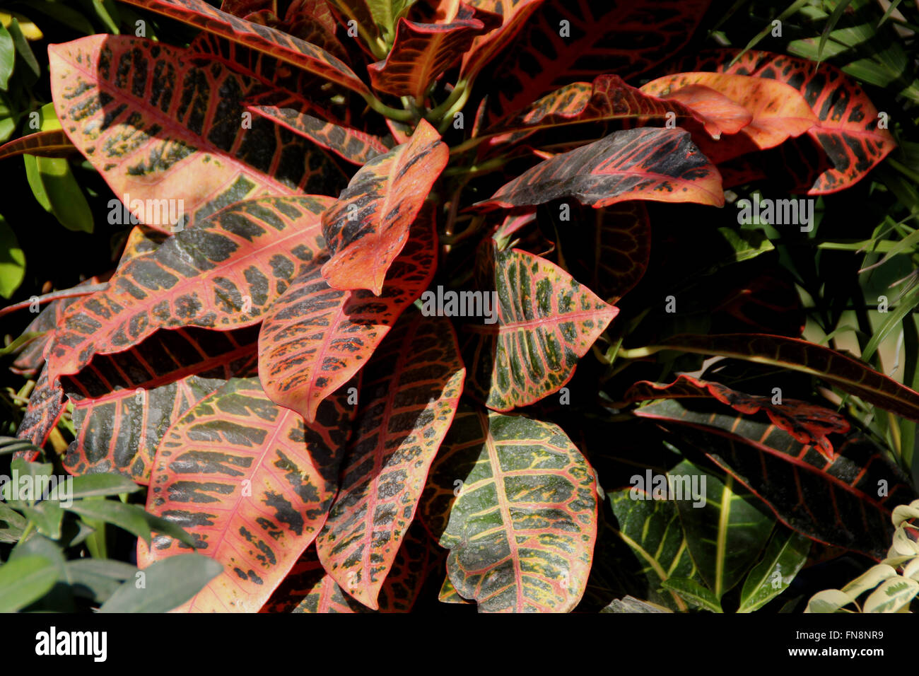 Codiaeum variegatum pictum hi-res stock photography and images - Alamy