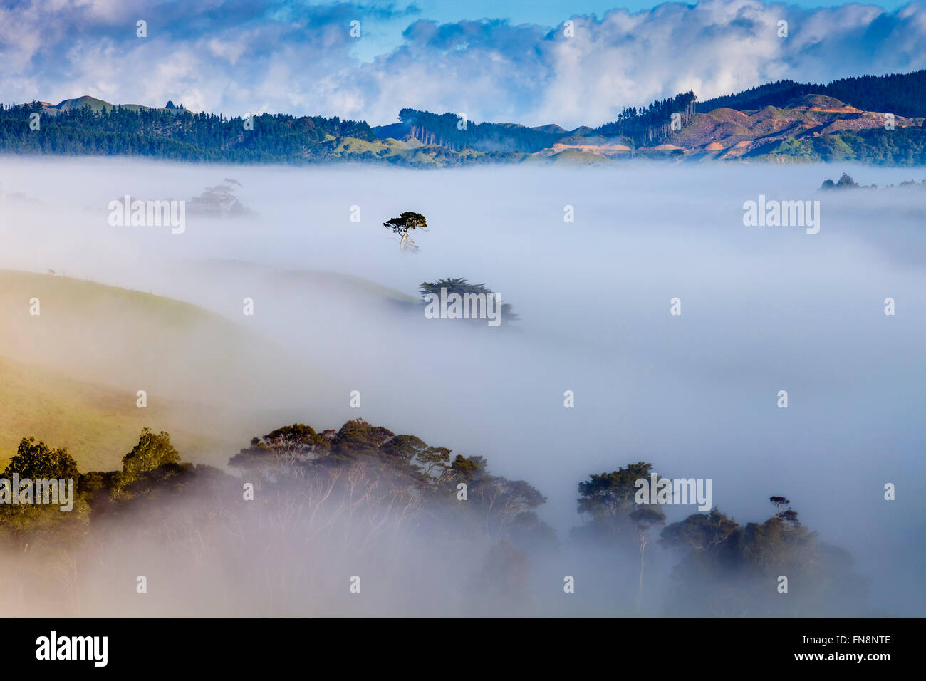 Misty Landscape Near Pukekohe, North Island, New Zealand Stock Photo