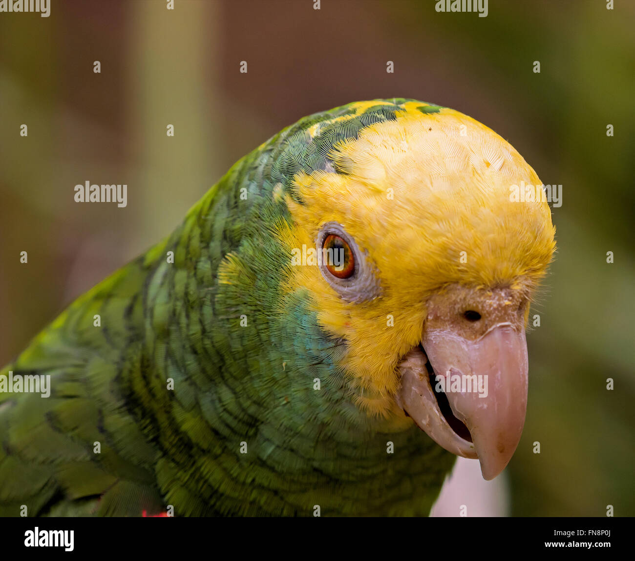 Amazon yellow-headed parrot photographed / pictured at Maleny Botanoc Garden Aviary Queensland, Australia Stock Photo