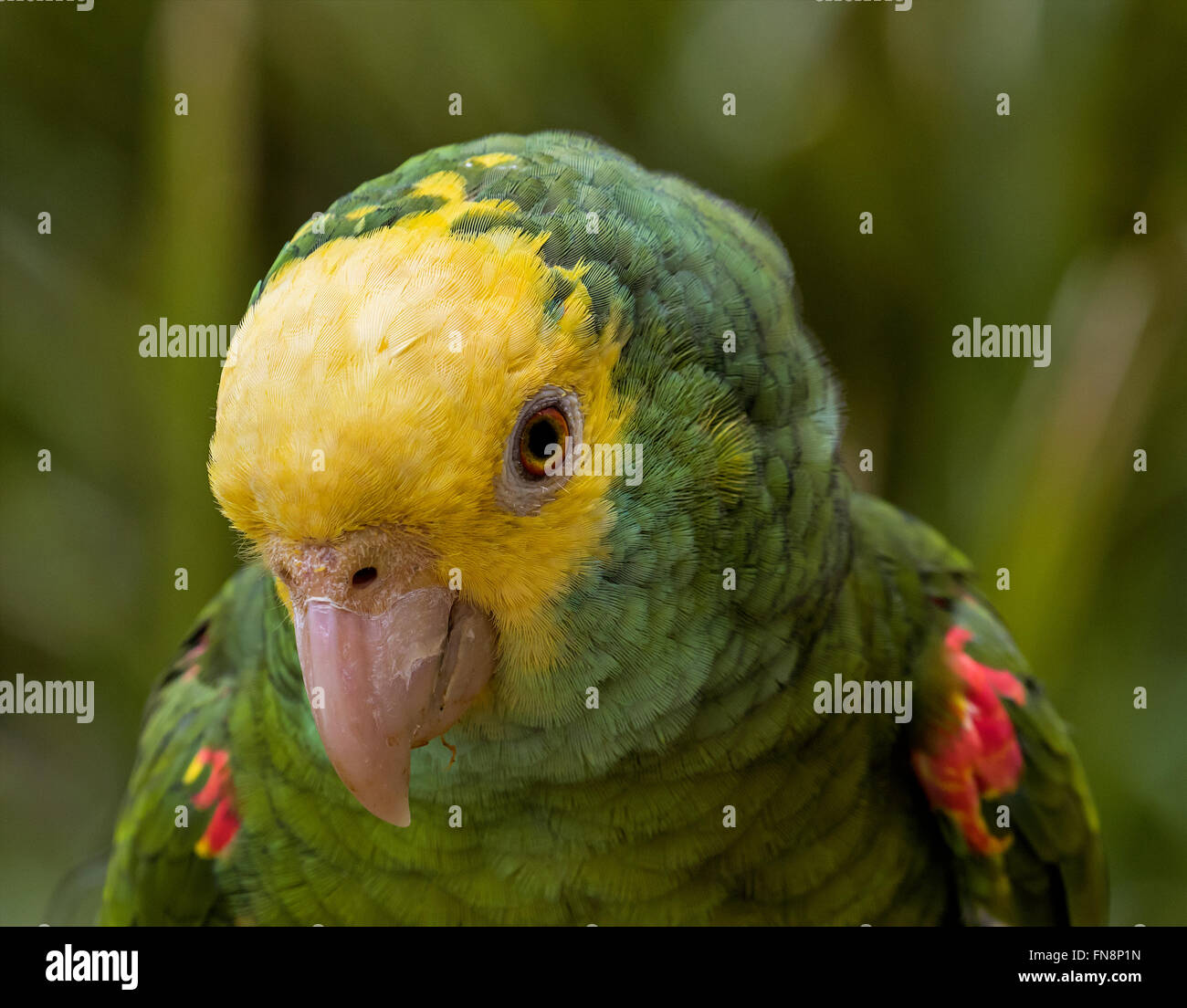 Amazon yellow-headed parrot photographed / pictured at Maleny Botanoc Garden Aviary Queensland, Australia Stock Photo