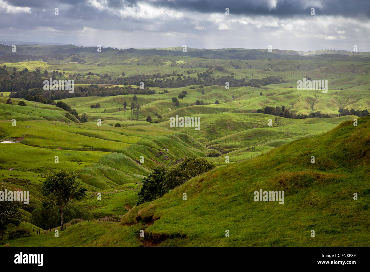 Rural Landscape Near Pukekohe, North Island, New Zealand Stock Photo