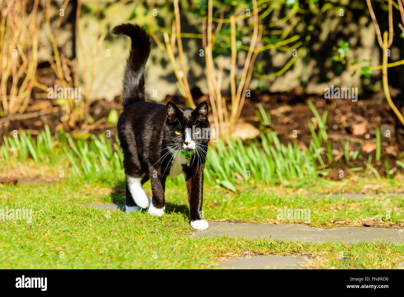 An adorable house cat walking towards you with its tail up in the air