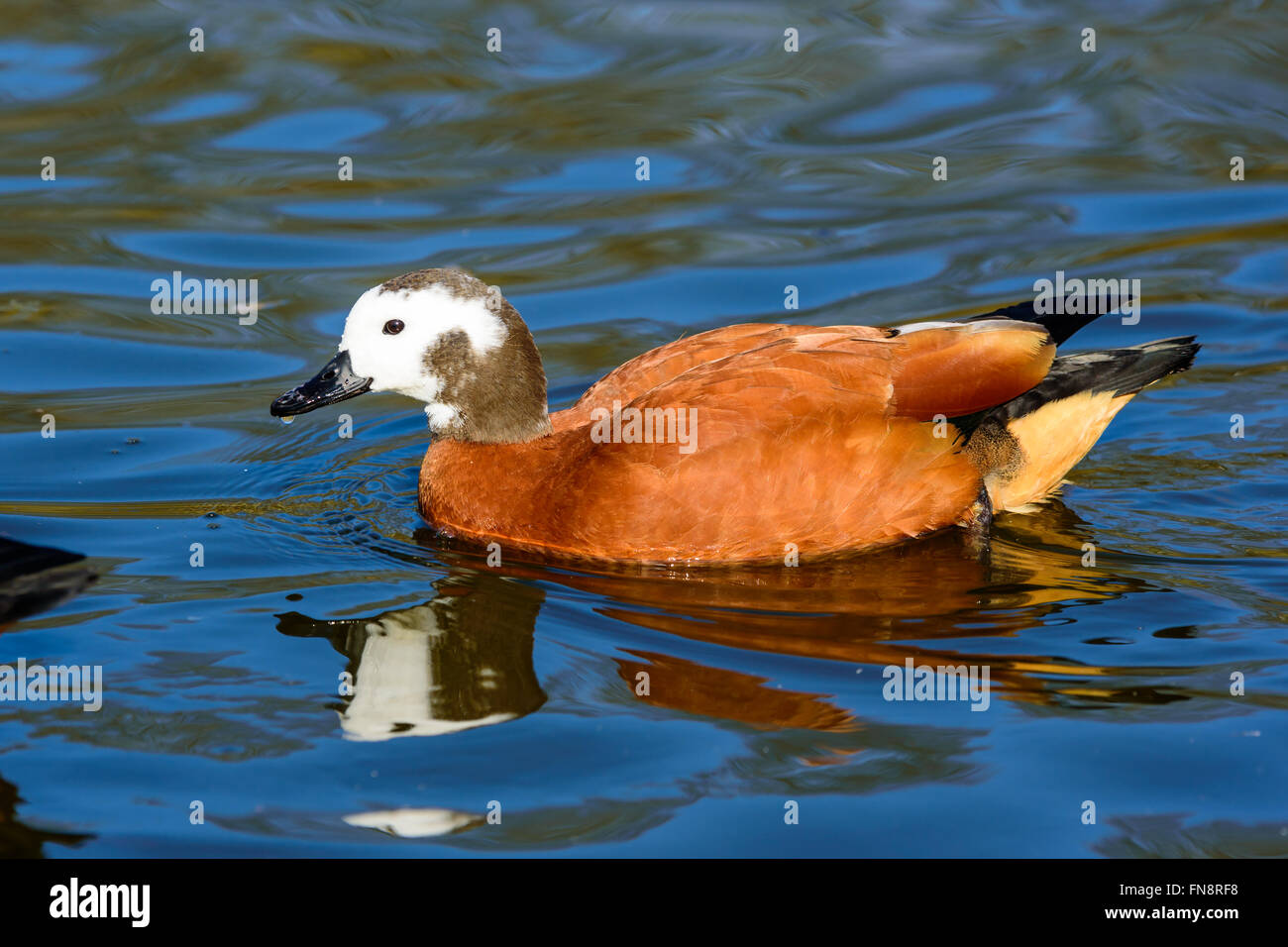 South African shelduck or Cape shelduck (Tadorna cana) swimming on
