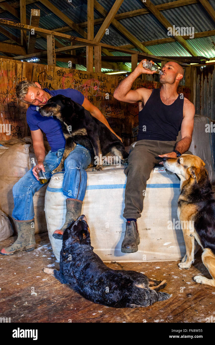 Two Sheep Farmers Relax In The Wool Shed After A Morning Spent Shearing Sheep, Sheep Farm, Pukekohe, North Island, New Zealand Stock Photo