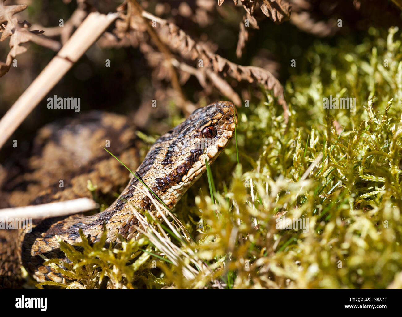 Teesdale, County Durham UK.  14th March 2016. UK Weather.  Warmer spring like weather conditions have brought the UK's only venomous snake the Adder (Vipera berus) out of hibernation (brumation) in the North Pennines.  While venomous the adder is a shy and retiring creature which rarely bites unless provoked. They are also protected from being killed, injured, or sold under the Wildlife and Countryside Act 1981. Stock Photo