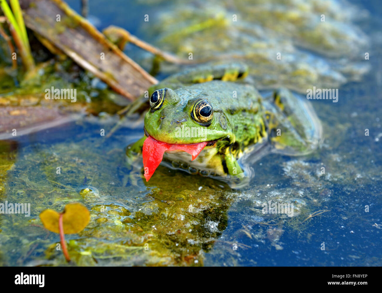 Marsh frog eats a tomato peel in the swamp Stock Photo