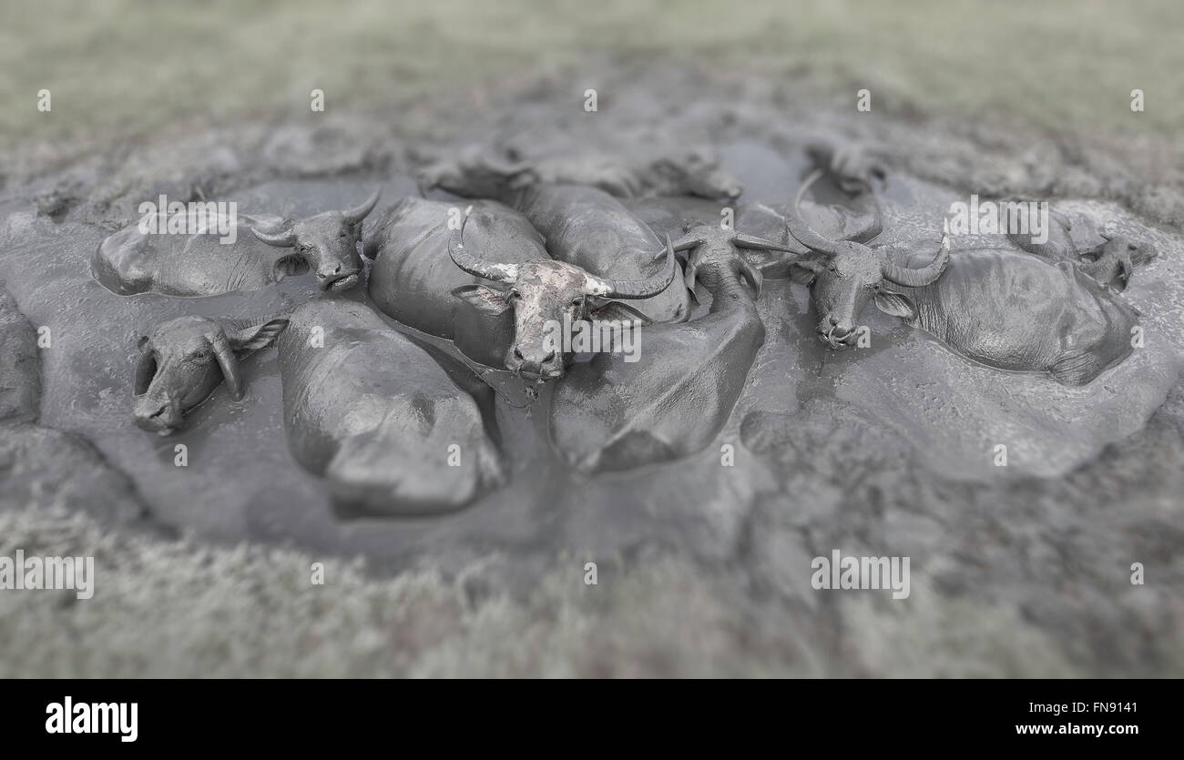 Herd of water buffalo in mud pit Stock Photo