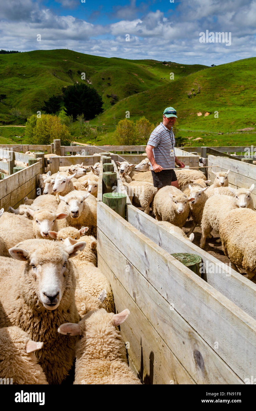 Sheep In A Pen Waiting To Be Counted and Weighed, Sheep Farm, Pukekohe, North Island, New