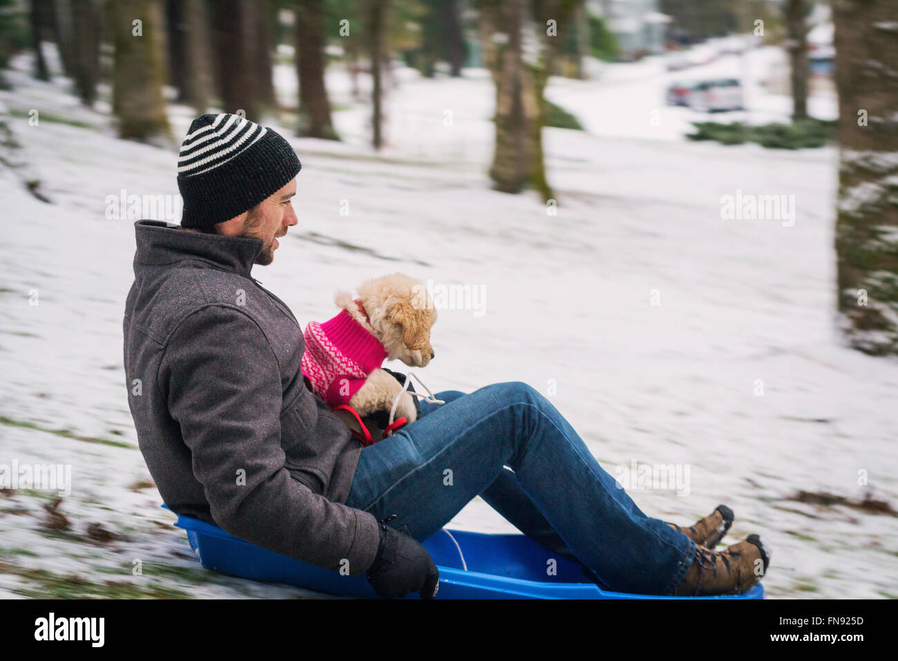 Mid adult man sitting on a sledge with a golden retriever puppy dog Stock Photo