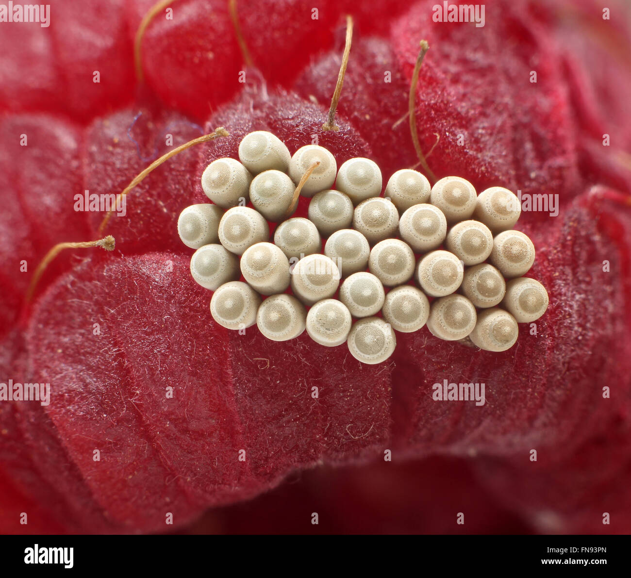 Raspberry Bugs Inside Stink bug life cycle hi-res stock photography and images - Alamy