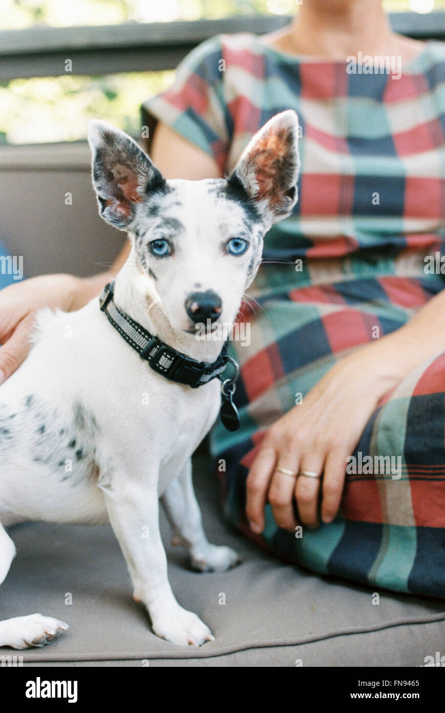 A man and a small dog with large ears seated on a bench. Stock Photo