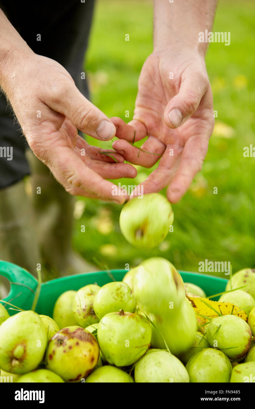 A man sorting apples in a large green bucket. Stock Photo