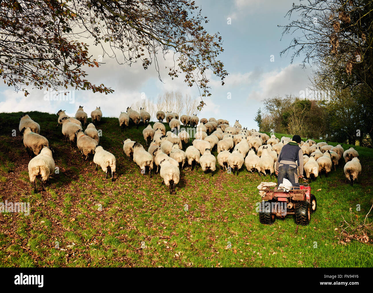 A farmer driving a quadbike herding a flock of sheep over the brow of a hill. Stock Photo
