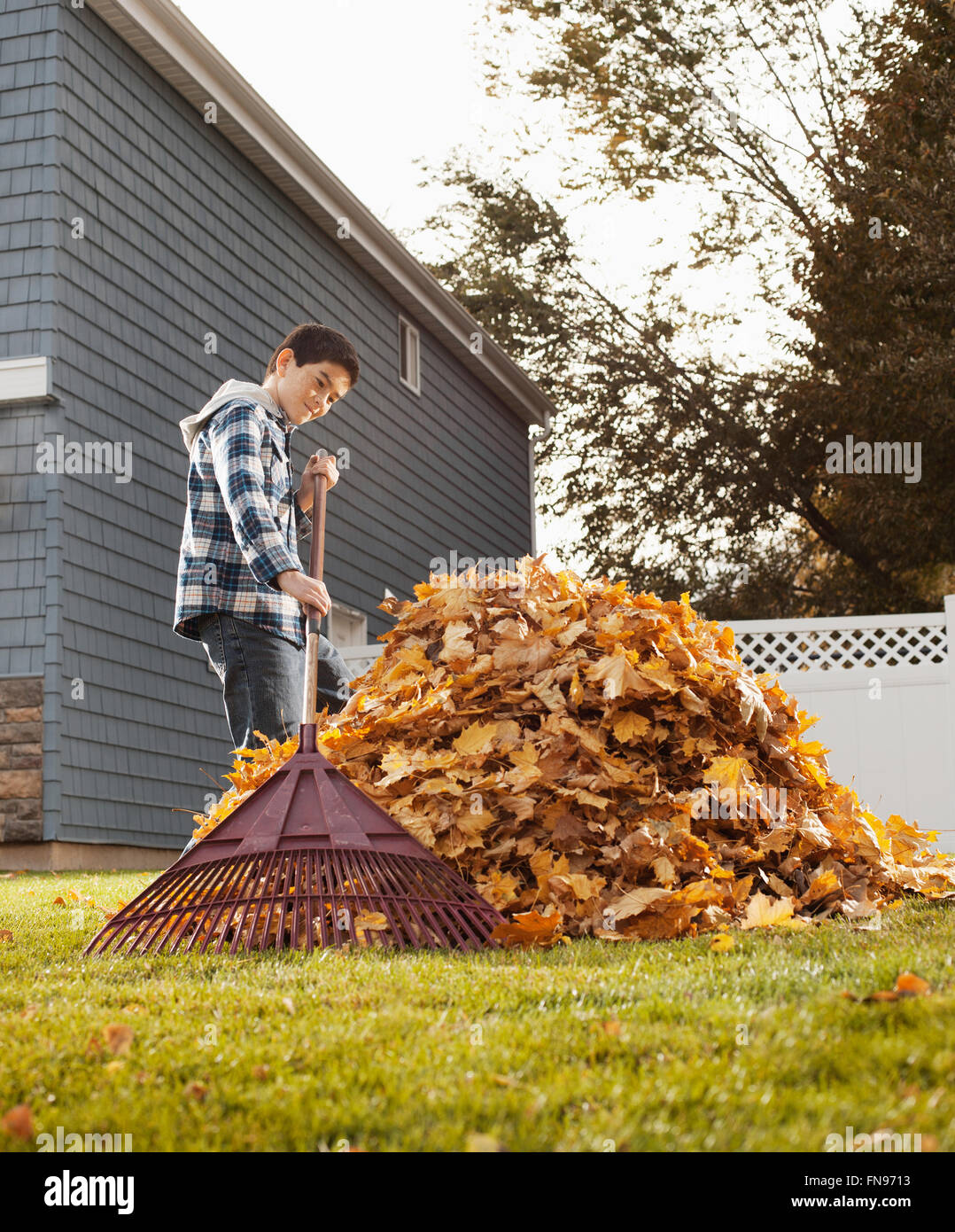 A boy raking in a huge pile of autumn leaves. Stock Photo