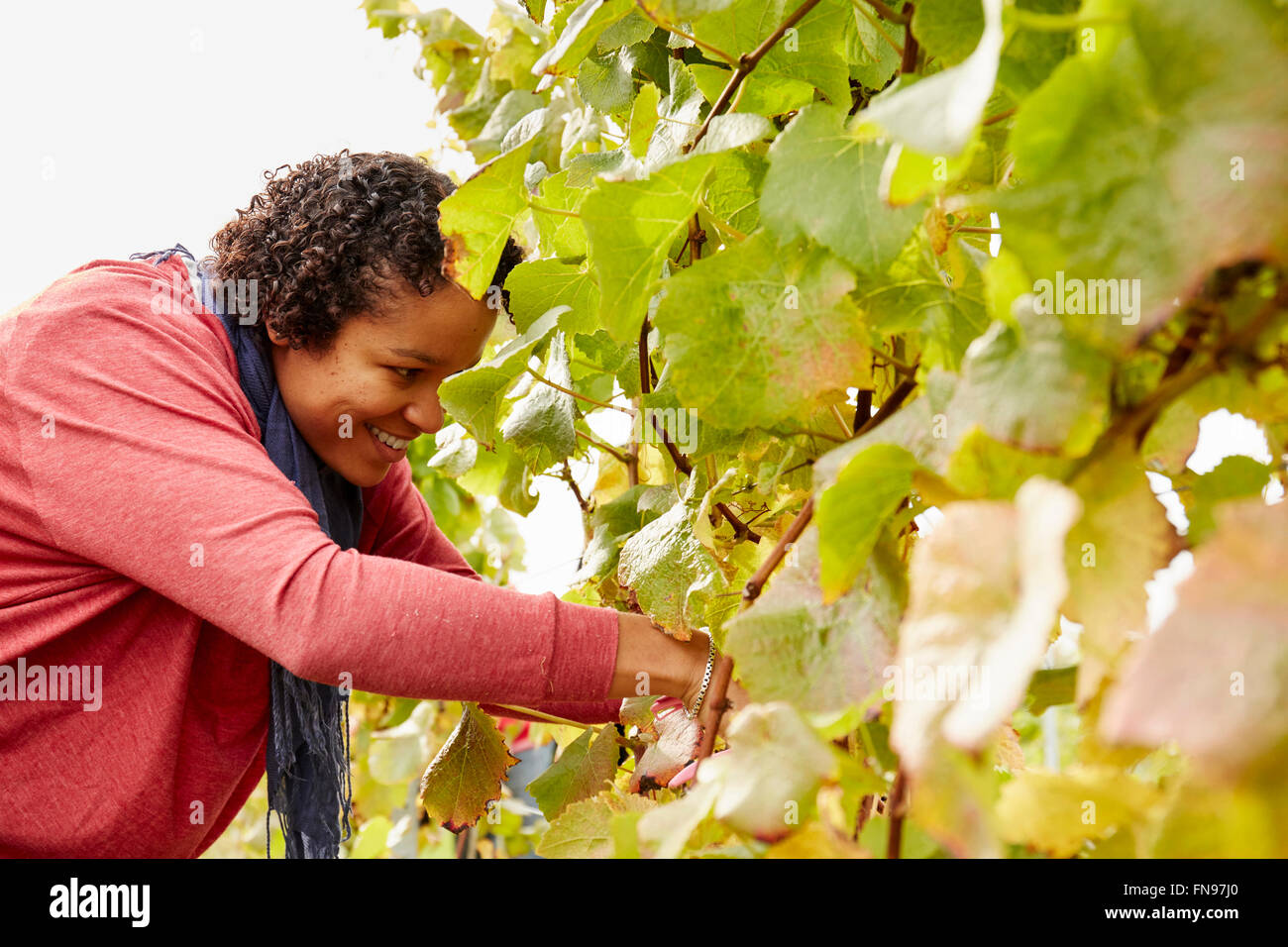 A grape picker leaning down and selecting bunches of grapes for harvest. Stock Photo