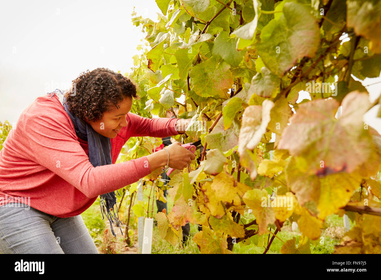 A grape picker leaning down and selecting bunches of grapes for harvest. Stock Photo
