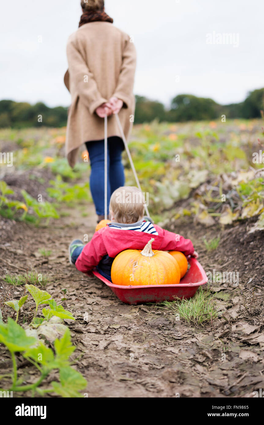 A woman towing a small red sledge with a child and a load of pumpkins. Stock Photo