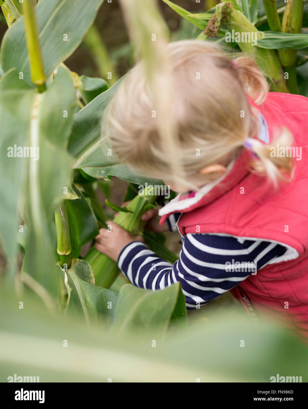 A young girl child reaching into corn stalks to pick the sweetcorn cobs. Stock Photo