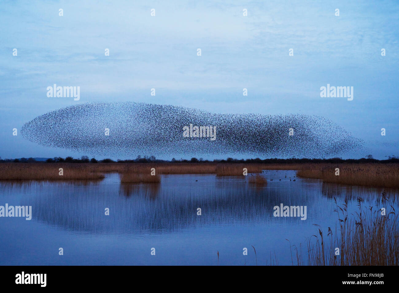 A murmuration of starlings, a spectacular aerobatic display of a large number of birds in flight