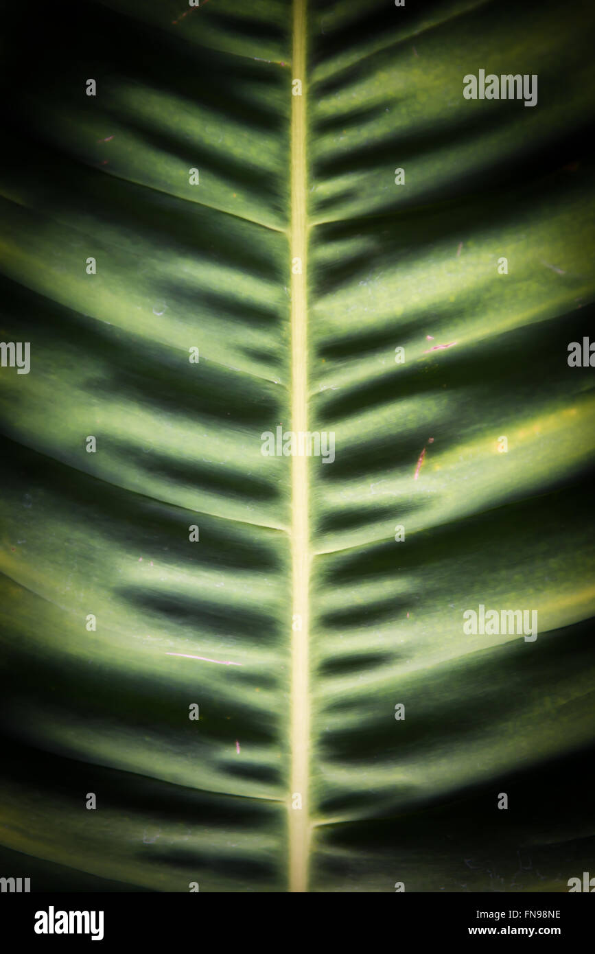 Close up of a tropical leaf Stock Photo