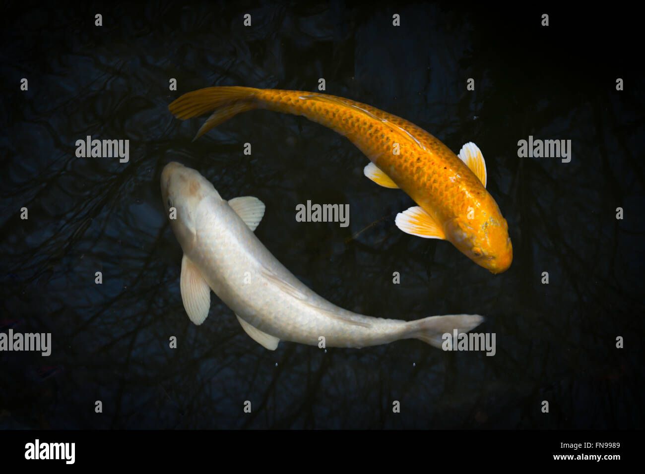 Two koi in a pond Stock Photo