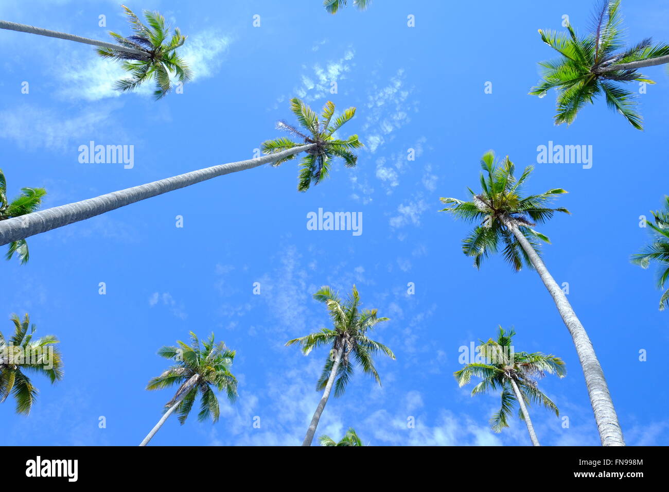 Low angle view of palm trees, Semporna, Sabah, Malaysia Stock Photo
