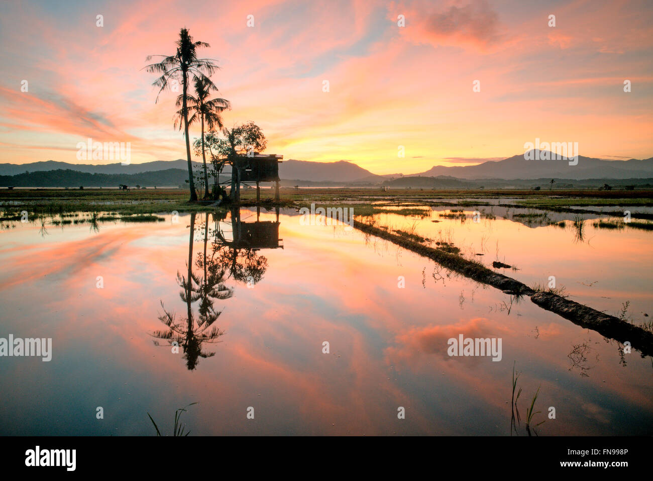 Sunrise over flooded paddy field, Kota Belud, Sabah, Borneo, Malaysia Stock Photo