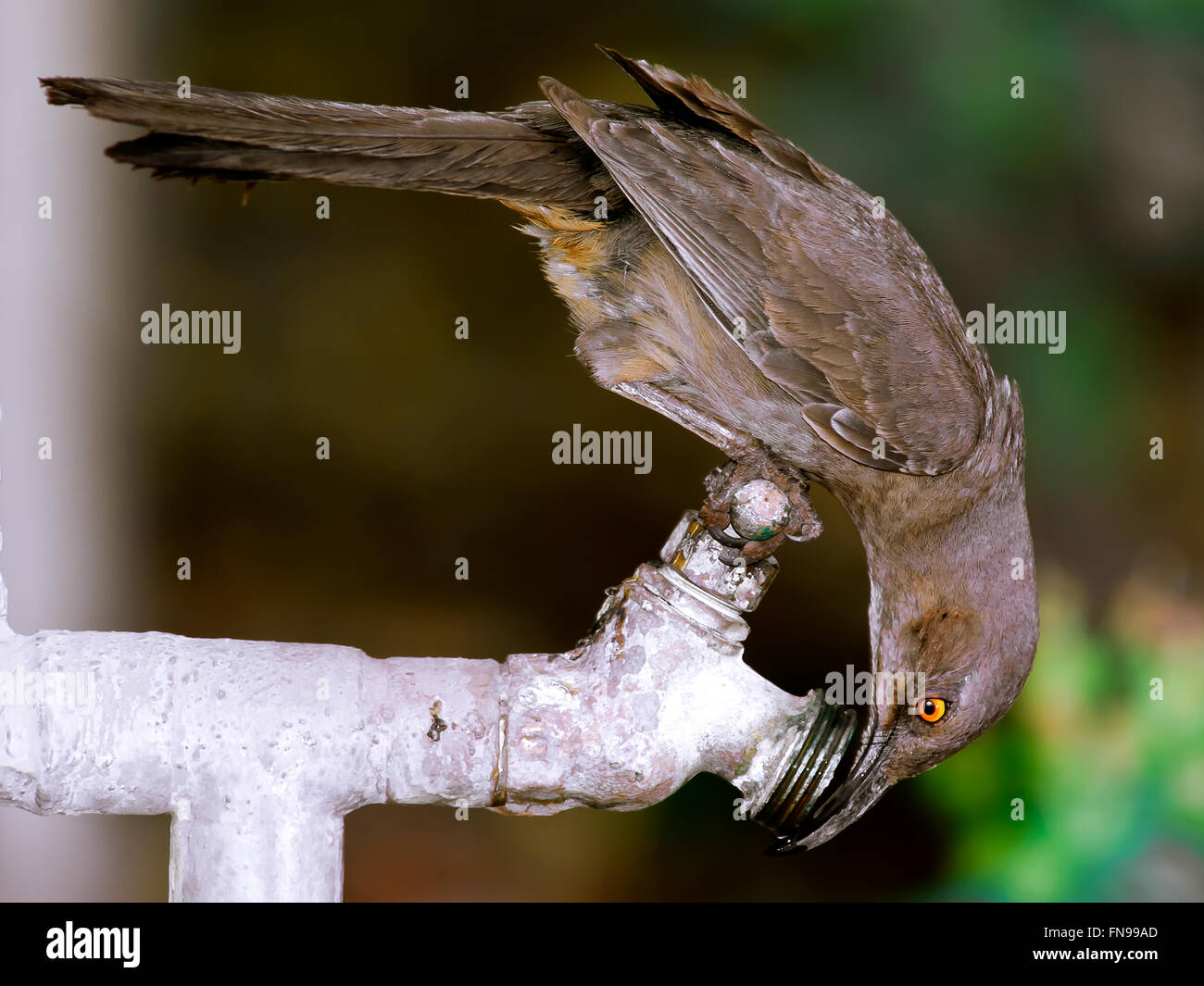 Curved-bill thrasher Bird drinking from an outdoor tap, Arizona, United States Stock Photo