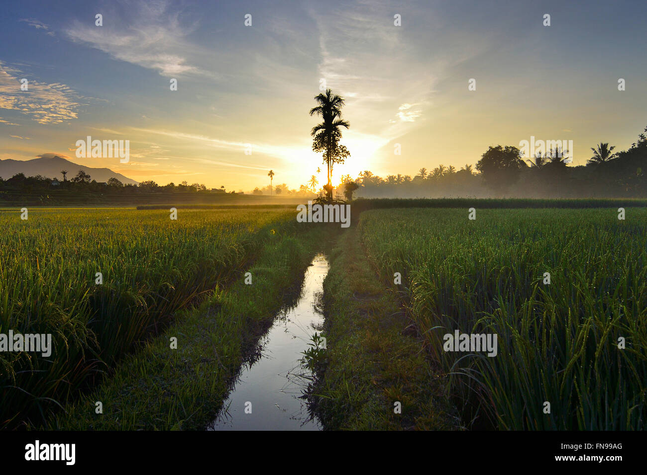 Paddy field at sunset, Tenggara, Indonesia Stock Photo