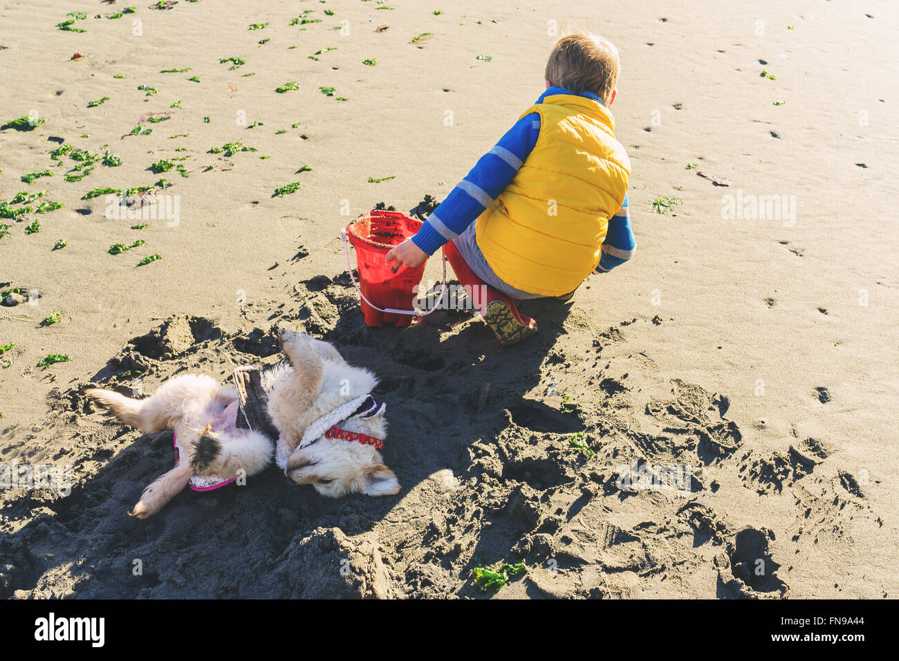 Boy digging on beach with dog rolling in the sand Stock Photo