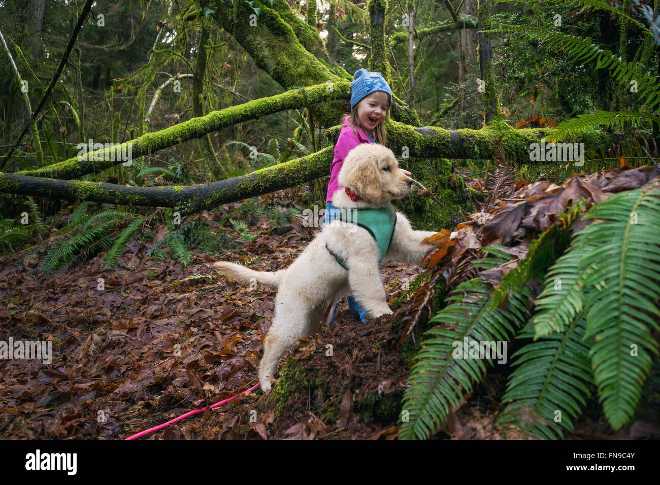 Young girl and golden retriever puppy dog digging in the forest Stock Photo
