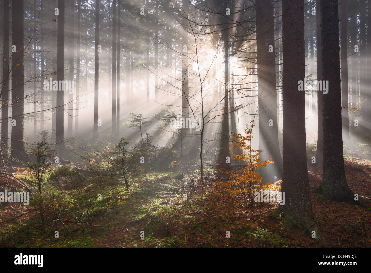 Sunlight streaming through trees at sunrise, Friuli-Venezia Giulia, Italy Stock Photo