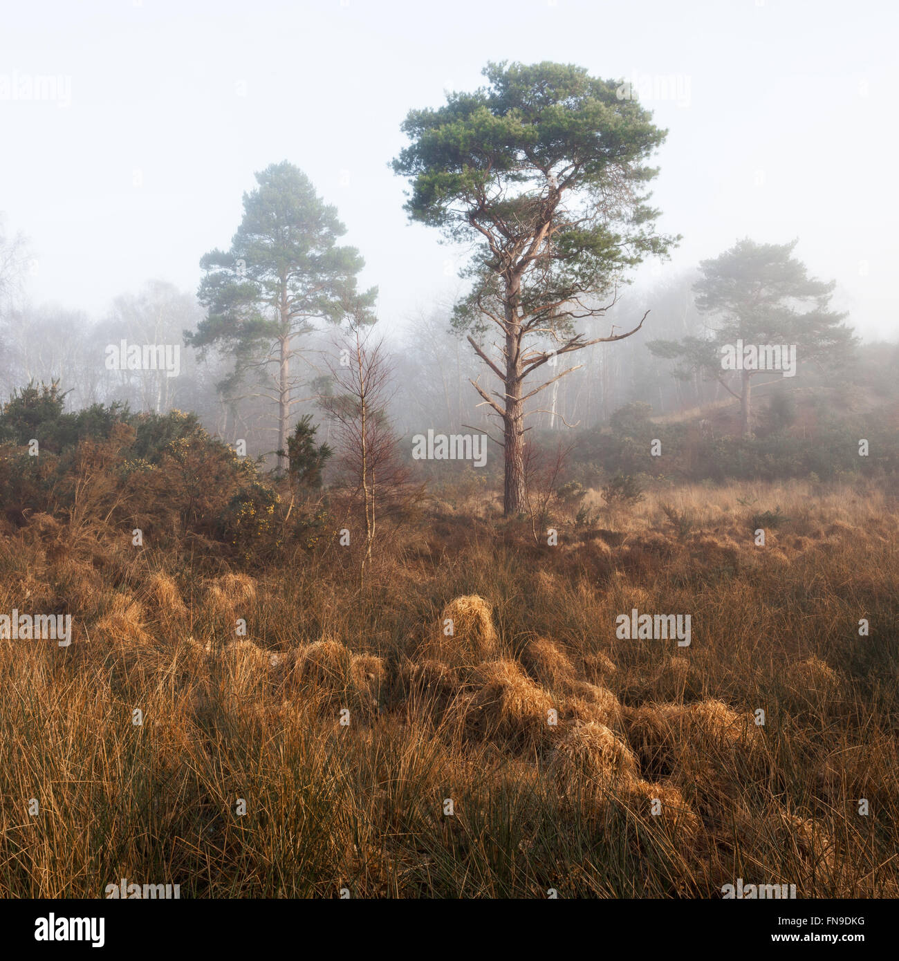 Misty swamp at Corfe, Dorset , England, United Kingdom Stock Photo - Alamy