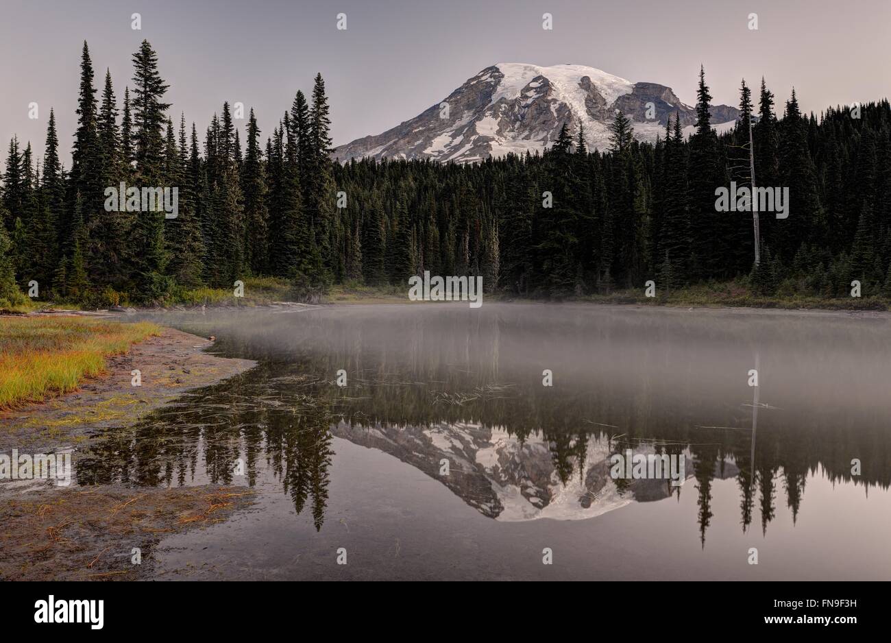 Forest landscape, Mount Rainier National Park, Washington, United States Stock Photo