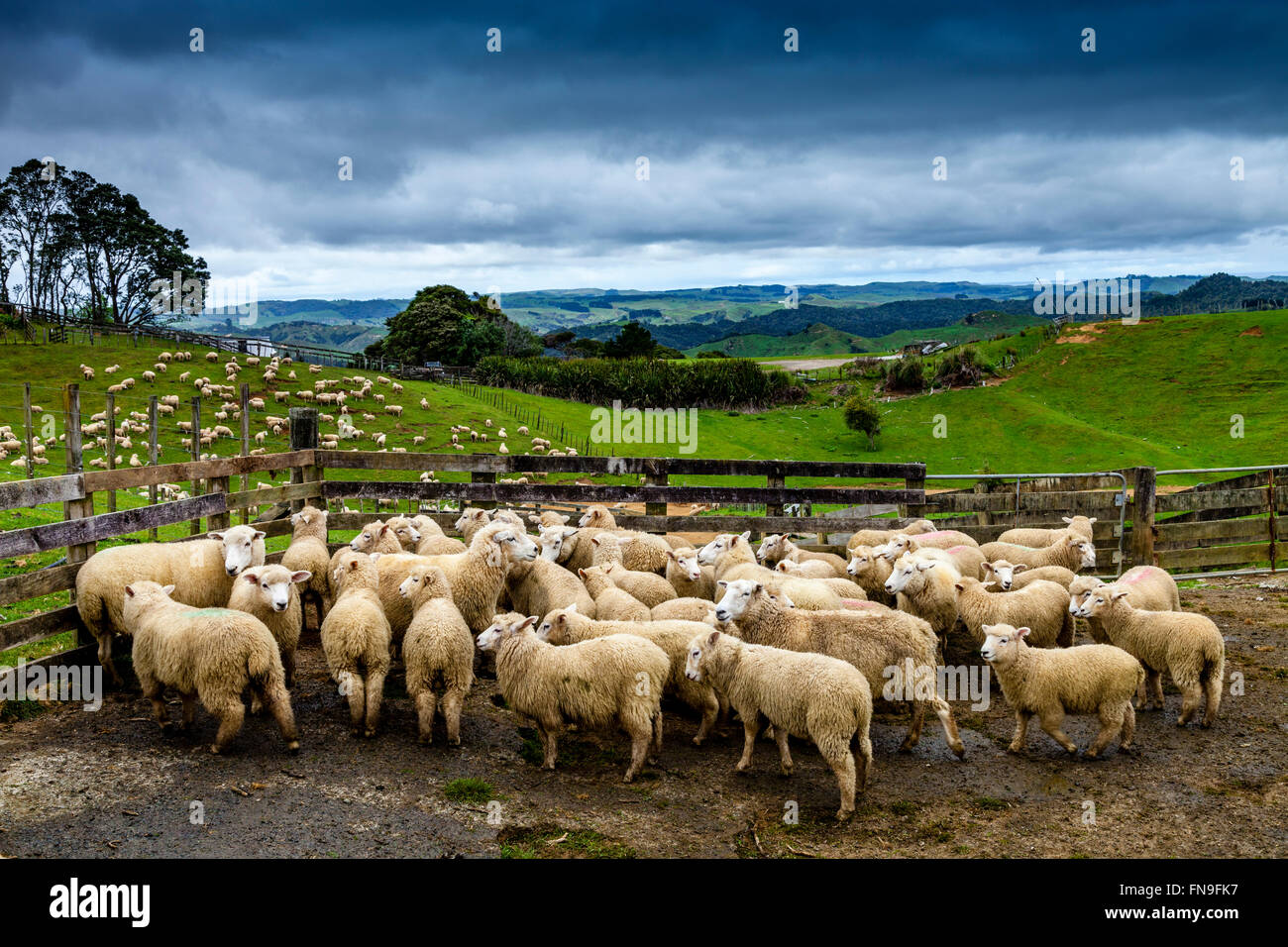 Indiener De stad kant Sheep In A Pen Waiting To Be Sheared, Sheep Farm, Pukekohe, New Zealand  Stock Photo - Alamy