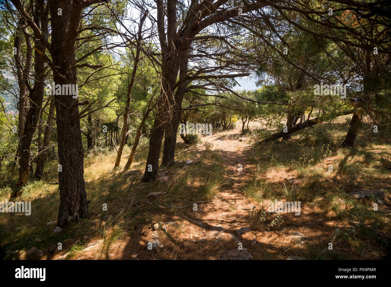 Old path through the coniferous forest to old abandoned fort of Sutomore village Stock Photo