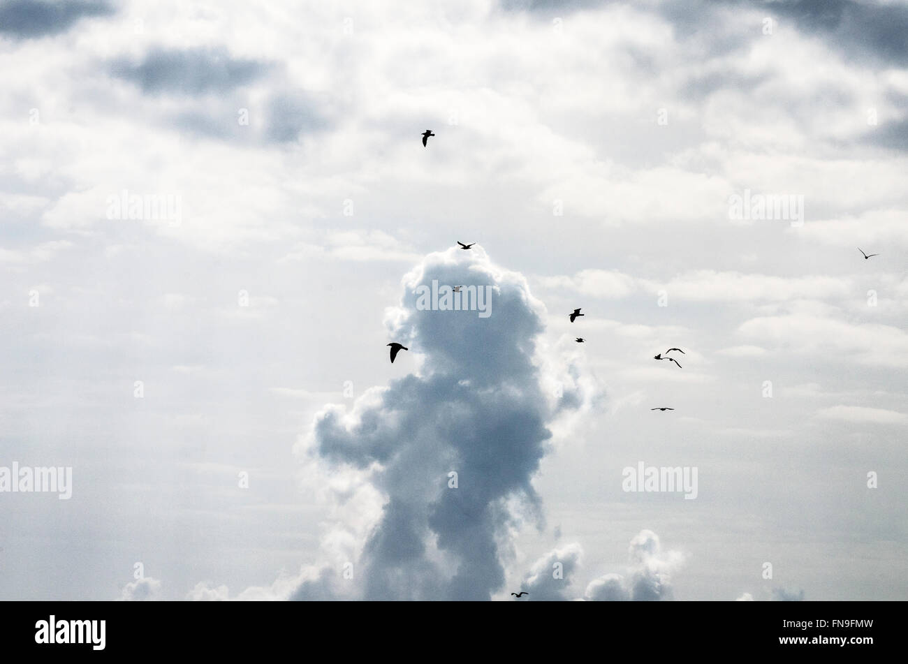 Flock of birds flying, Brighton, East Sussex, England, United Kingdom Stock Photo