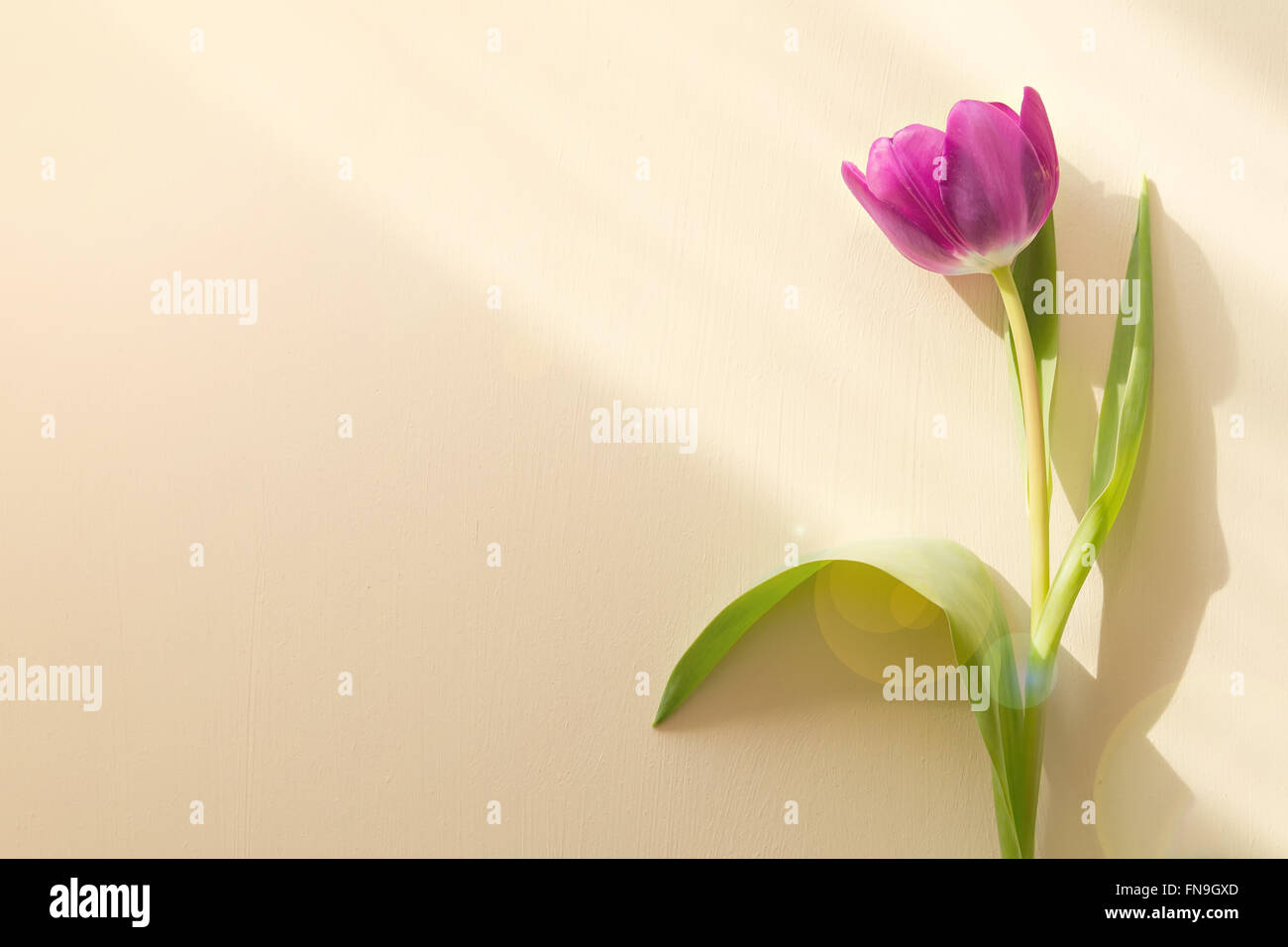 ray of light falls on a tulip on yellow background Stock Photo