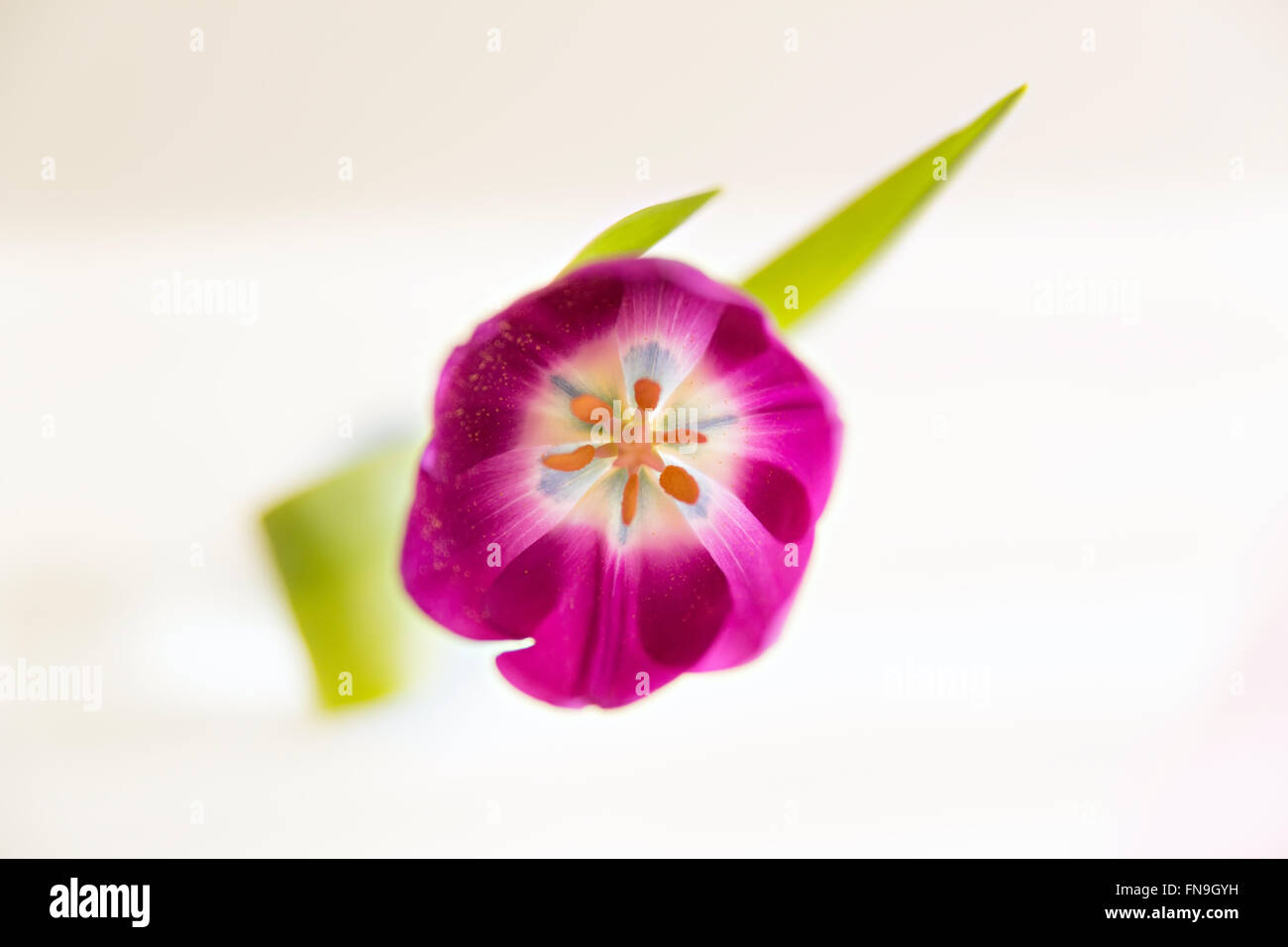 image of single tulip, top view Stock Photo