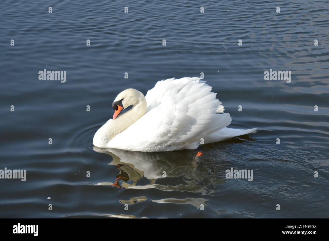 A swan swimming on a lake, feathers and plumage magnificent. Stock Photo