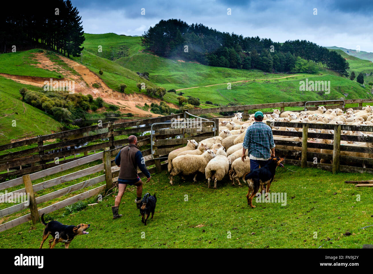 Sheep In A Pen Waiting To Be Sheared, Sheep Farm, Pukekohe, New Zealand Stock Photo